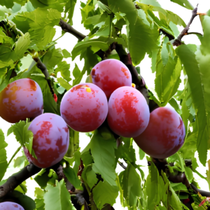 Plum Tree