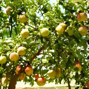 Fruit Garden