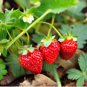 Strawberries