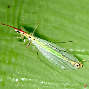 Lacewings